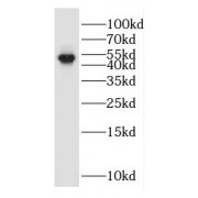 WB analysis of HEK-293 cells, using GKAP1 antibody (1/600 dilution).