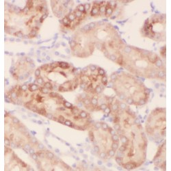 GLI2-Specific Antibody