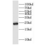 WB analysis of HepG2 cells, using GLO1 antibody (1/1000 dilution).