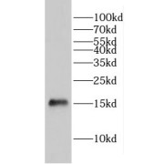 WB analysis of A549 cells, using GLRX2 antibody (1/200 dilution).