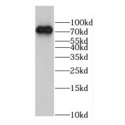 WB analysis of HeLa cells, using GLT25D1 antibody (1/1000 dilution).