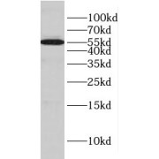 WB analysis of human lung tissue, using GLYCTK antibody (1/400 dilution).