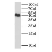 WB analysis of HeLa cells, using GMDS antibody (1/1000 dilution).