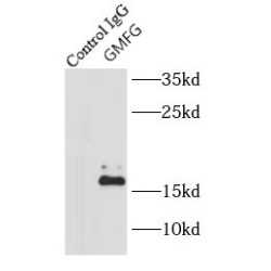 Glia Maturation Factor Gamma (GMFG) Antibody