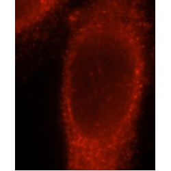 Guanine Nucleotide Binding Protein (G Protein), Alpha Inhibiting Activity Polypeptide 2 (GNAI2) Antibody