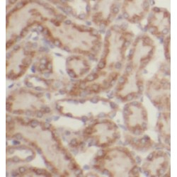 Guanine Nucleotide Binding Protein (G Protein), Alpha Inhibiting Activity Polypeptide 2 (GNAI2) Antibody