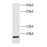 WB analysis of mouse testis tissue, using GNG2 antibody (1/400 dilution).