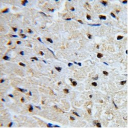 Guanine Nucleotide Binding Protein Like Protein 1 (GNL1) Antibody