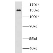 WB analysis of HEK-293 cells, using GOLGA2,GM130 antibody (1/1000 dilution).