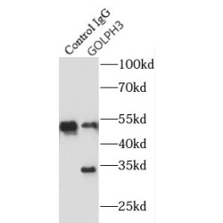 Golgi Phosphoprotein 3 (GOLPH3) Antibody