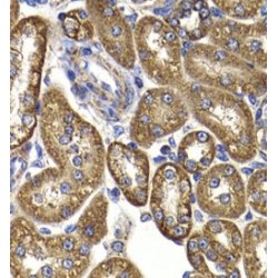 Aspartate Aminotransferase, Mitochondrial (GOT2) Antibody