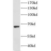 WB analysis of HepG2 cells, using GPAA1 antibody (1/400 dilution).