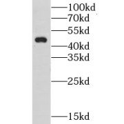 WB analysis of HepG2 cells, using GPBP1 antibody (1/500 dilution).