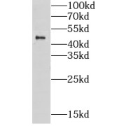 WB analysis of HeLa cells, using GPKOW antibody (1/500 dilution).