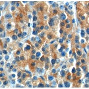 IHC-P analysis of mouse pancreas tissue, using GPR81 Antibody (1/50 dilution).