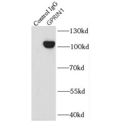 G Protein Regulated Inducer of Neurite Outgrowth 1 (GPRIN1) Antibody