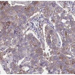 G Protein Signaling Modulator 2 (GPSM2) Antibody