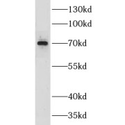 WB analysis of HeLa cells, using GPSM2 antibody (1/500 dilution).