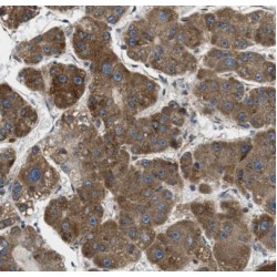 Glutathione Peroxidase 7 (GPX7) Antibody