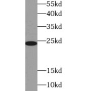 WB analysis of HEK-293 cells, using GPX8 antibody (1/300 dilution).