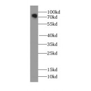 WB analysis of HeLa cells, using ARHGAP26 antibody (1/1000 dilution).