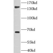 WB analysis of PC-3 cells, using GRAMD4 antibody (1/1200 dilution).