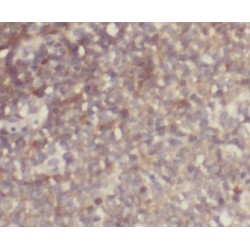 GRB2 Related Adaptor Protein (GRAP) Antibody