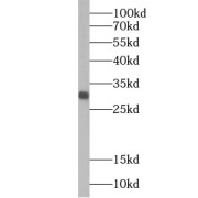 WB analysis of Transfected HEK-293 cells, using GRAP antibody (1/500 dilution).