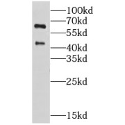 WB analysis of HeLa cells, using GRASP65 antibody (1/1200 dilution).