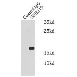 NADH Ubiquinone Oxidoreductase Subunit A13 (NDUFA13) Antibody