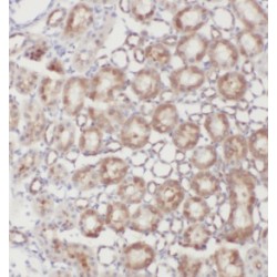 Glutamate Receptor Interacting Protein 1 (GRIP1) Antibody