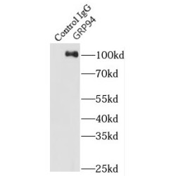 Endoplasmin (GRP94) Antibody