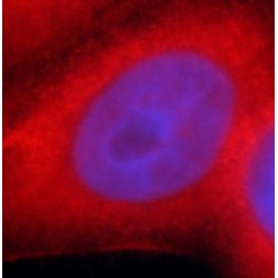 Endoplasmin (GRP94) Antibody