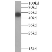 WB analysis of mouse ovary tissue, using GSK3B antibody (1/300 dilution).