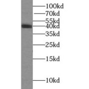 WB analysis of mouse liver tissue, using GSNOR, ADH5 antibody (1/800 dilution).