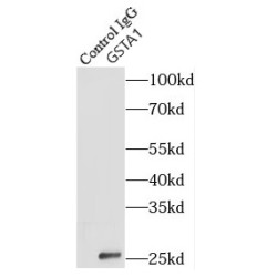 Glutathione S Transferase Alpha 1 (GSTA1) Antibody