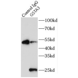 Glutathione S Transferase Alpha 3 (GSTA3) Antibody