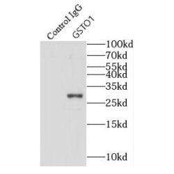 Glutathione S Transferase Omega 1 (GSTO1) Antibody