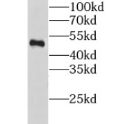 WB analysis of rat testis tissue, using GTF2A1 antibody (1/600 dilution).