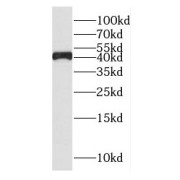 WB analysis of K-562 cells, using GTF2H2 antibody (1/500 dilution).