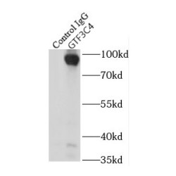 General Transcription Factor 3C Polypeptide 4 (GTF3C4) Antibody