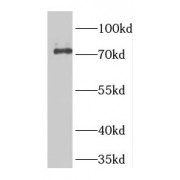 WB analysis of L02 cells, using GTSE1 antibody (1/300 dilution).