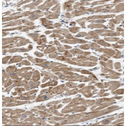 Retinal Guanylyl Cyclase 2 (GUCY2F) Antibody