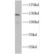 Western blot analysis of mouse heart tissue, using GUCY2F antibody (1/600 dilution).