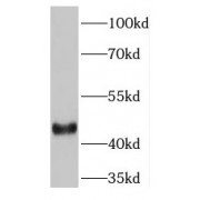 WB analysis of HEK-293 cells, using GULP1 antibody (1/1500 dilution).