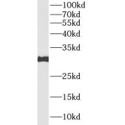 WB analysis of HL-60 cells, using GZMB antibody (1/500 dilution).