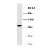 WB analysis of mouse liver tissue, using HAO antibody (1/1000 dilution).