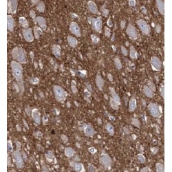 Hyaluronan And Proteoglycan Link Protein 4 (HAPLN4) Antibody