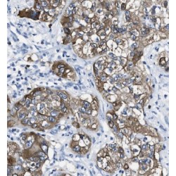 Harmonin Antibody