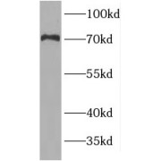 WB analysis of HEK-293 cells, using USH1C antibody (1/300 dilution).